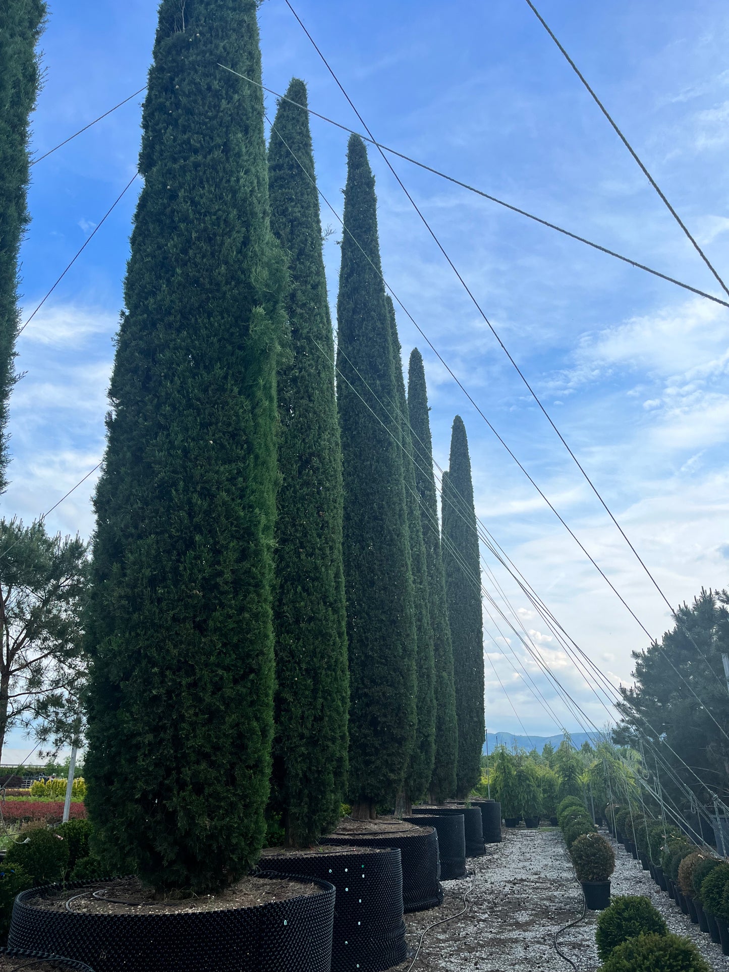 Cupressus Sempervirens (Cypres royal sur demande ) Ht. 1000 cm