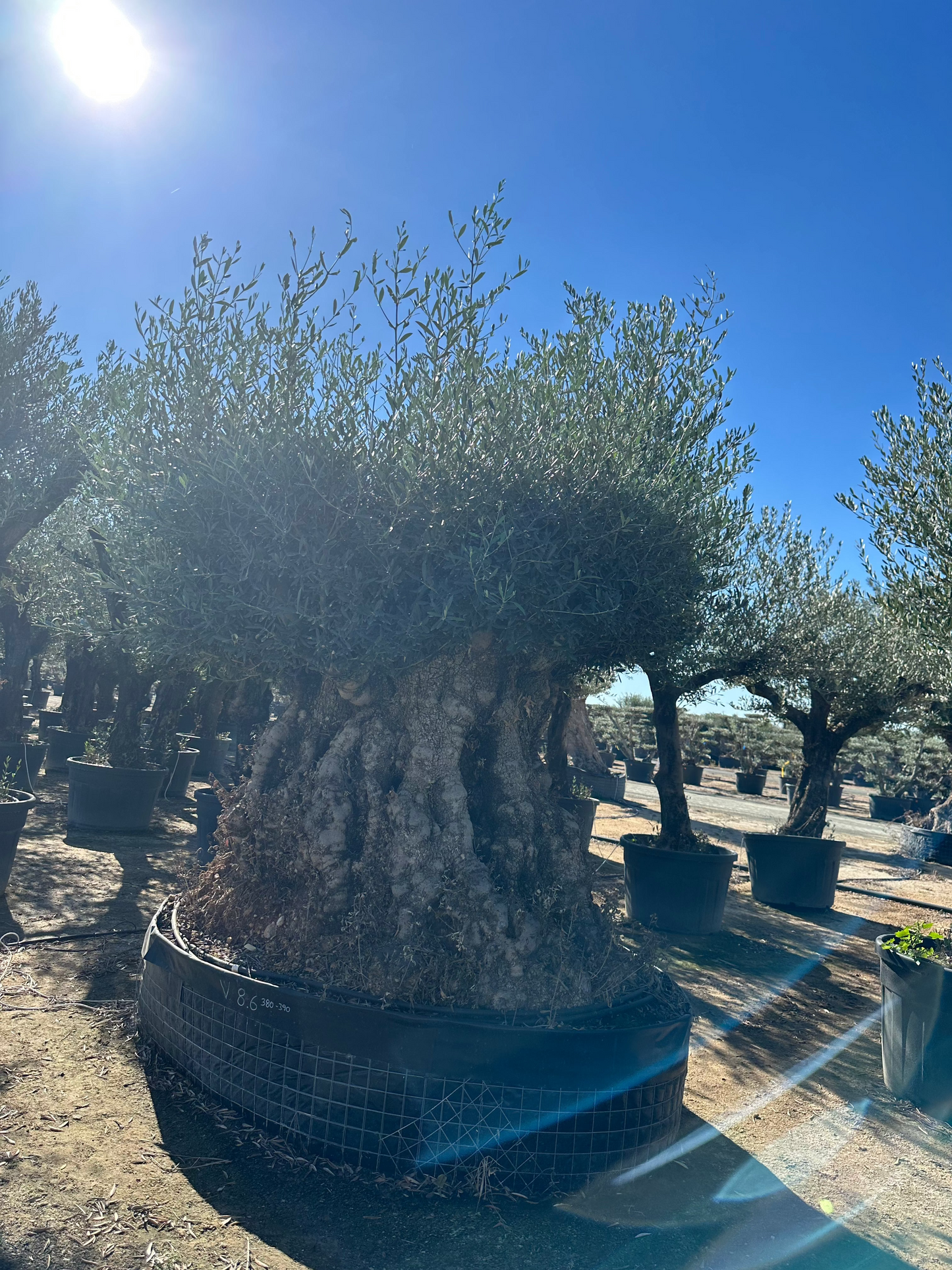 Olea Forme Bonsai N°01
