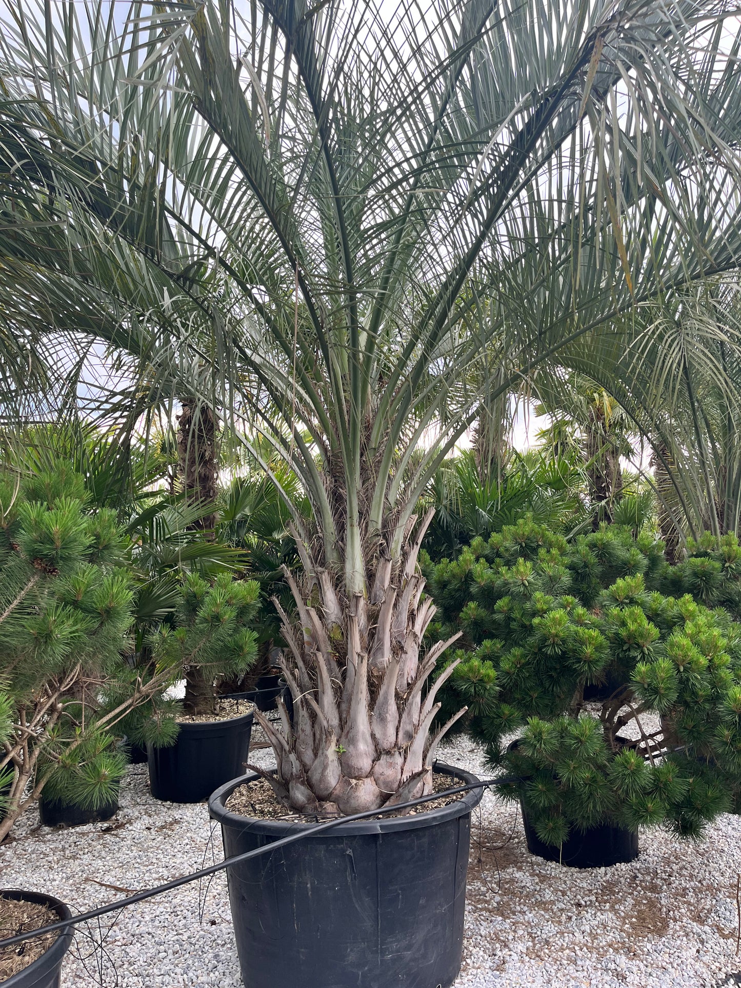 Butia Capitata