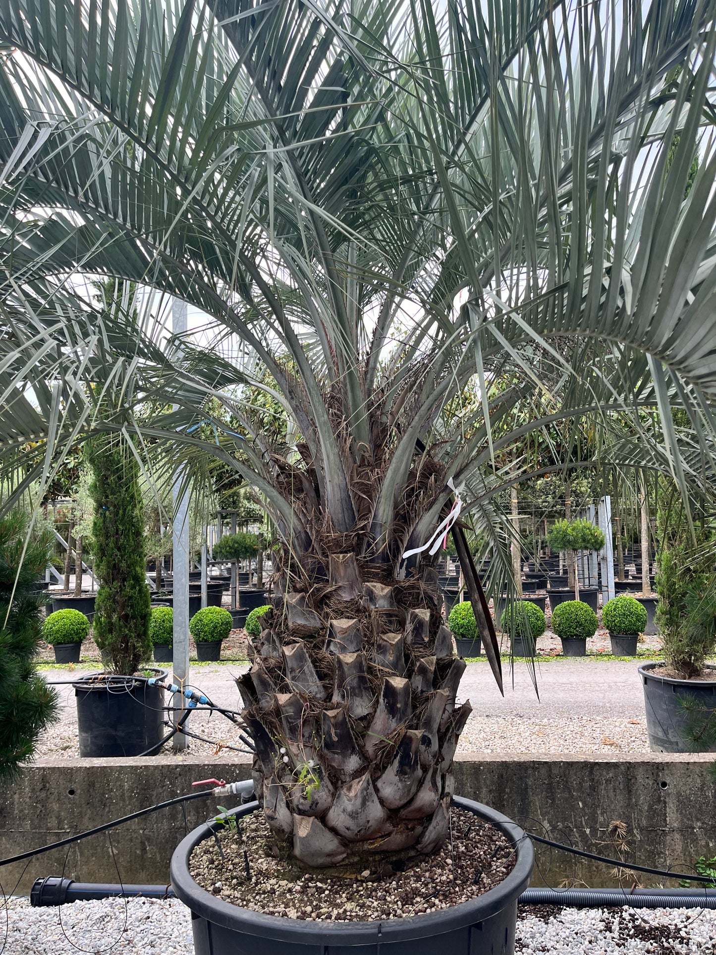 Butia Capitata