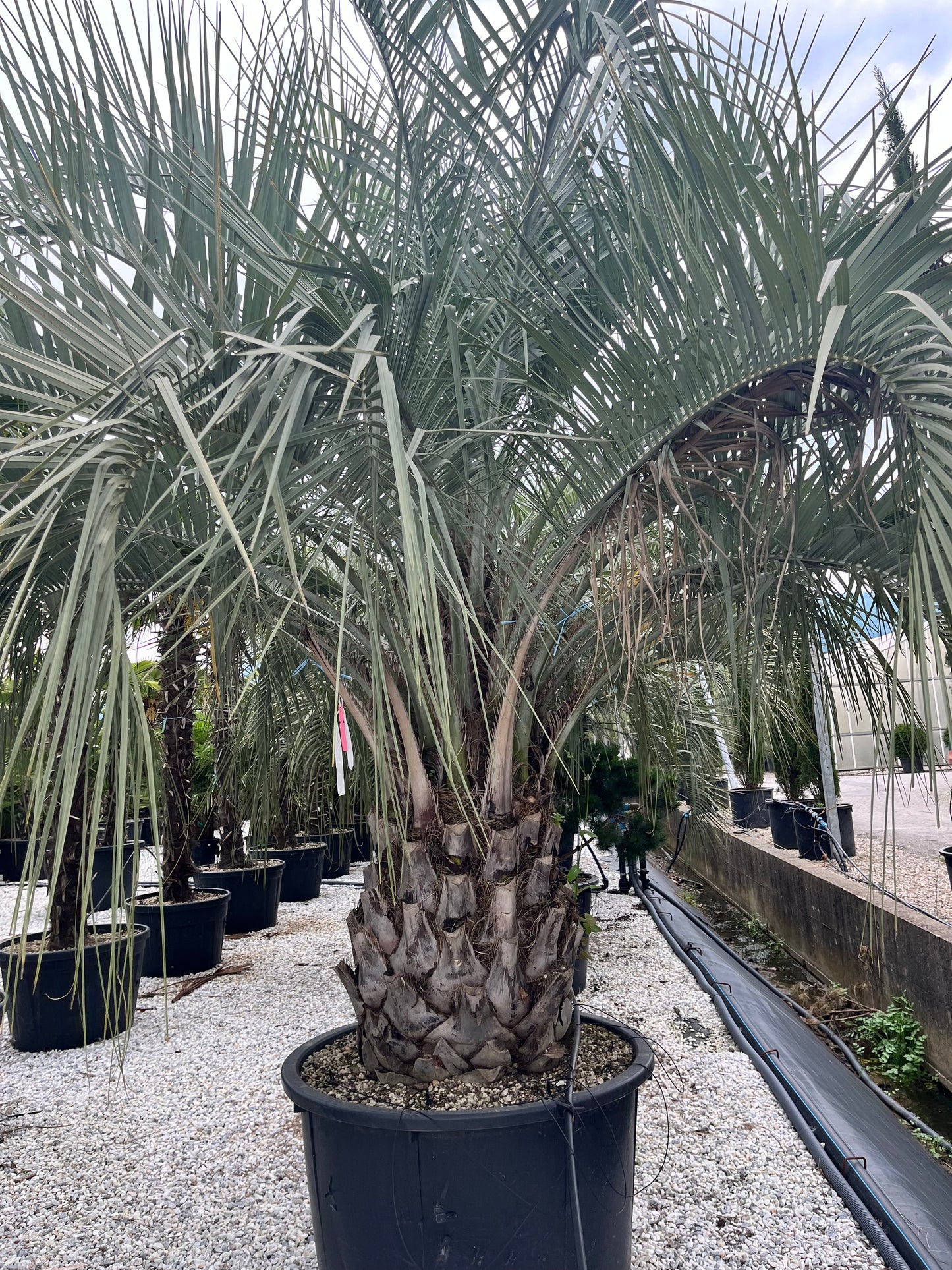 Butia Capitata