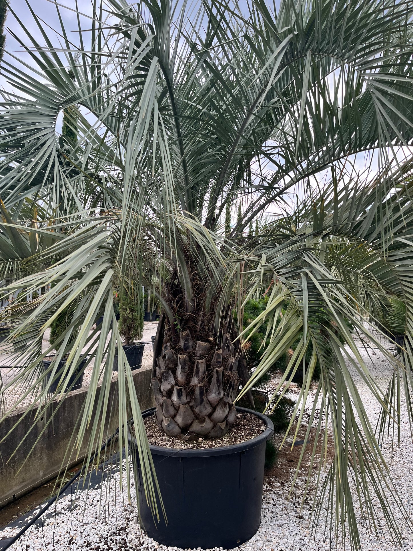 Butia Capitata