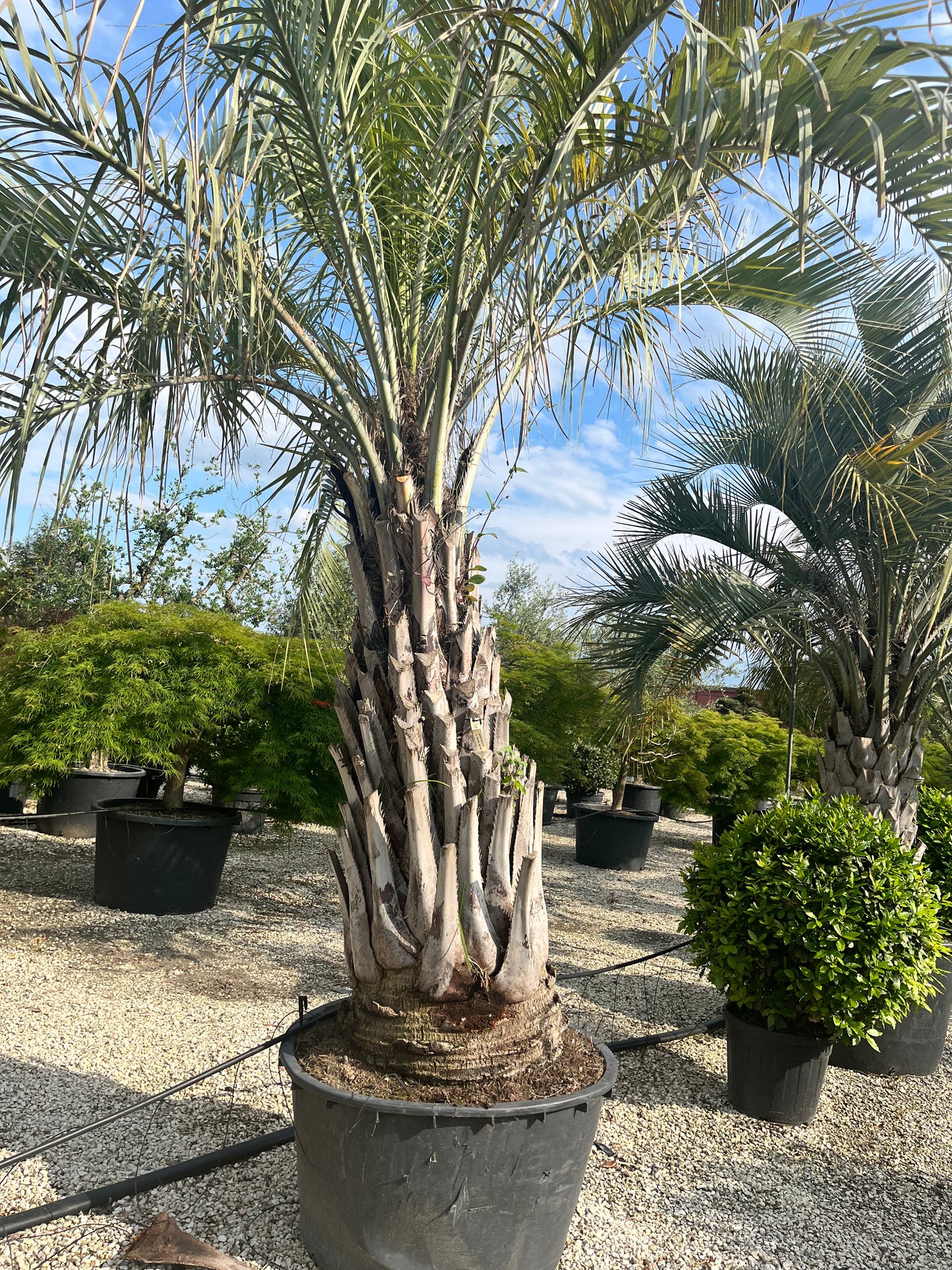 Butia Capitata
