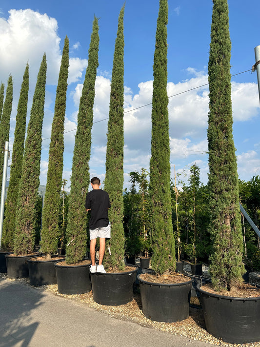 Cupressus Sempervirens pyramidalis (Cypres pyramidal) Ht. 600 cm