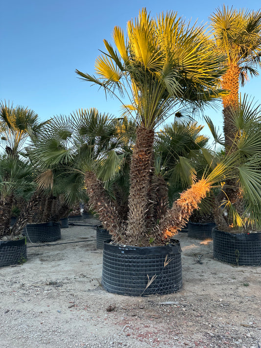 Chamaerops Humilis Multitronc x5 / Ht.300 cm
