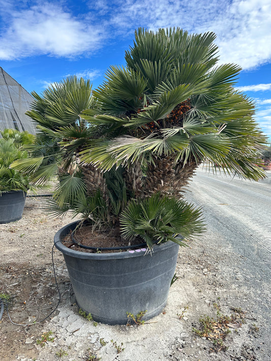 Chamaerops Humilis Vulcano Multitroncs  (L)