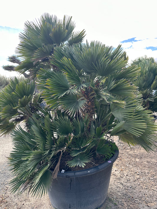 Chamaerops Humilis Vulcano Multitroncs  (S)