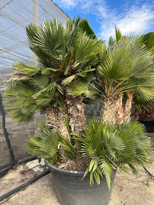 Chamaerops Humilis Vulcano Multitroncs (M)