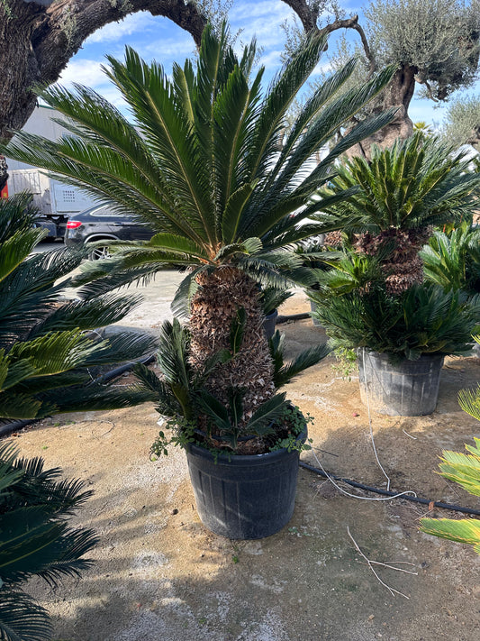 Cyca Révoluta