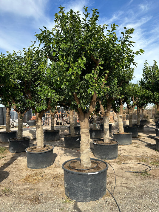 Citrus Aurantium (Citronnier)