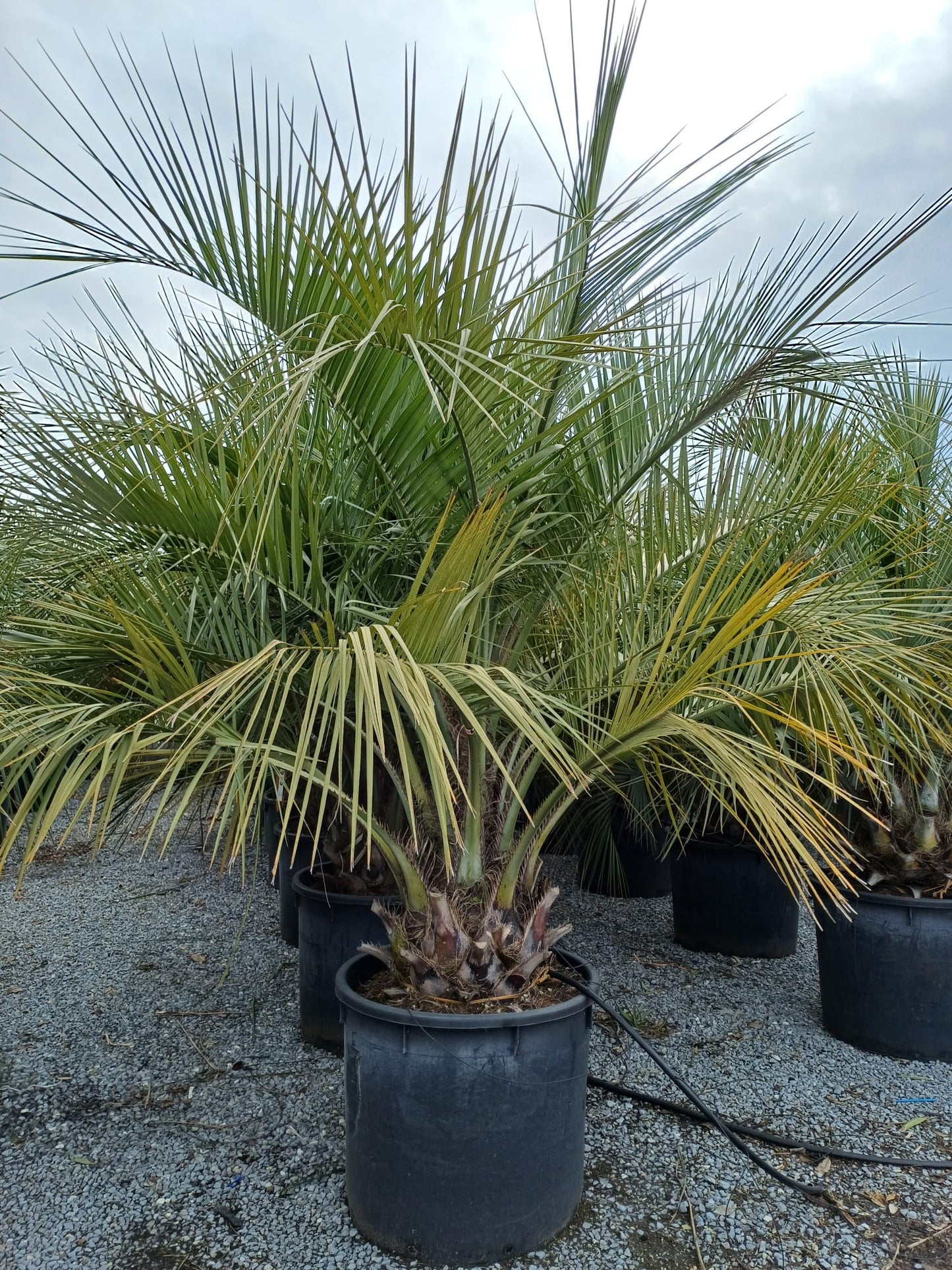 Butia Capitata